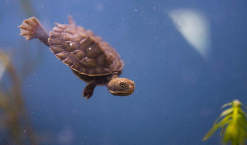 Help save turtles with a new tracking app - Australian Geographic