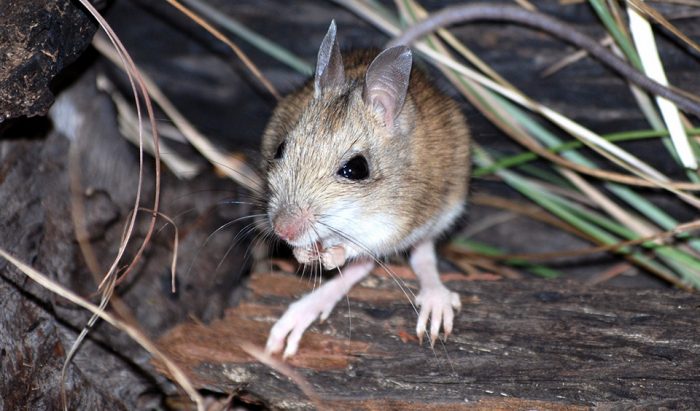 Elusive northern hopping mouse caught on camera - Australian Geographic