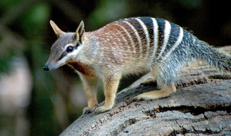 Australia's animal emblems