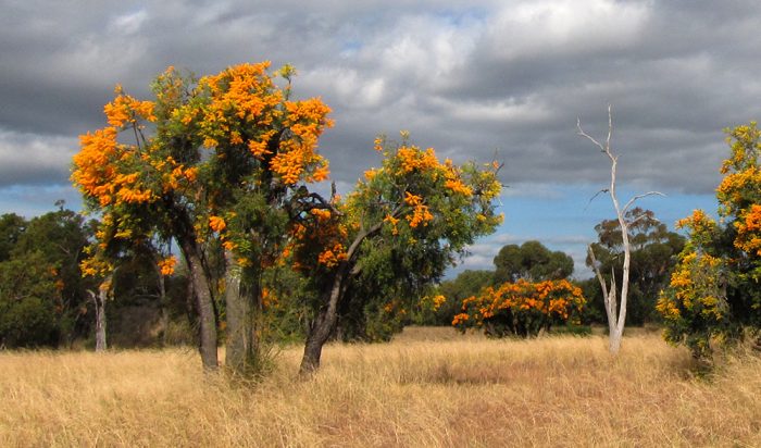 Australia's giant parasitic Christmas tree - Australian Geographic