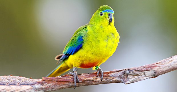 Red Alert For Rare Parrot - Australian Geographic