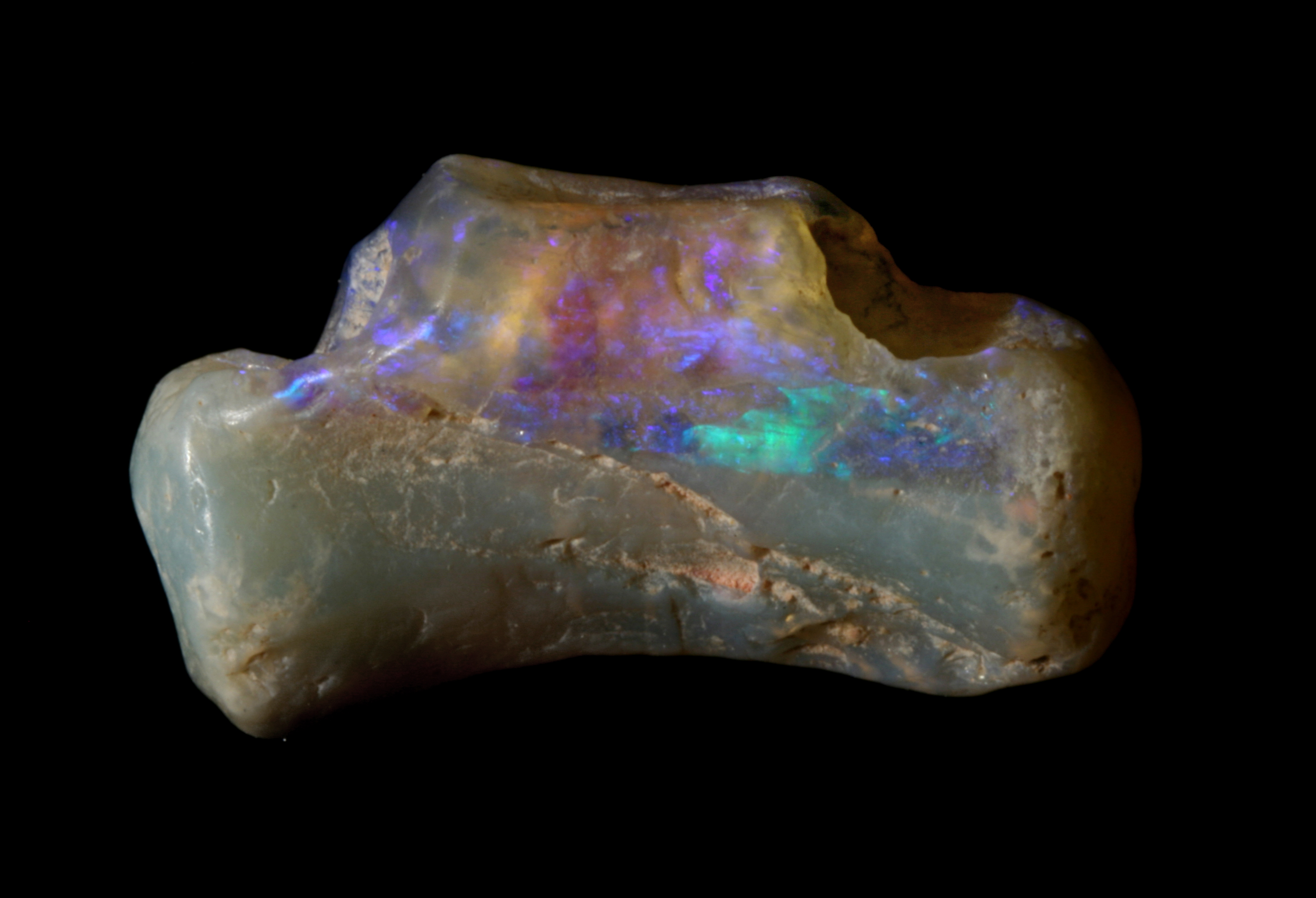 Lightning Ridge opalised fossils Australian Geographic