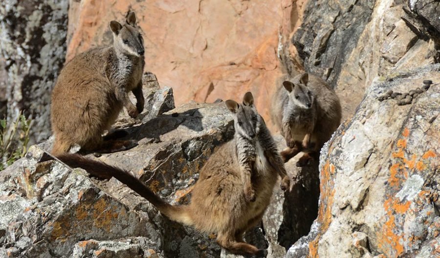 Gallery: Oxley Wild Rivers - Australian Geographic