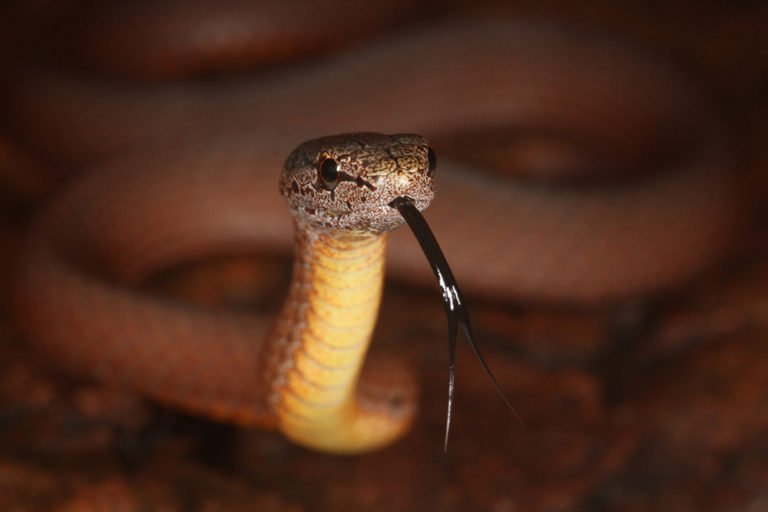 Keen as mustard - Australian Geographic