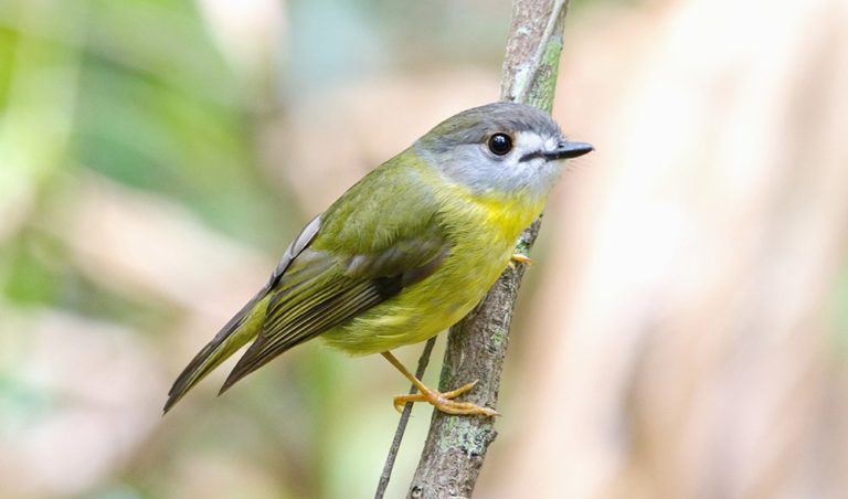 Gallery: Bird beauties of SE Queensland - Australian Geographic