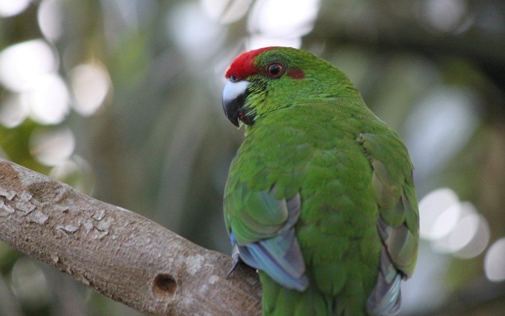 the-time-is-now-to-save-one-of-the-world-s-most-endangered-birds