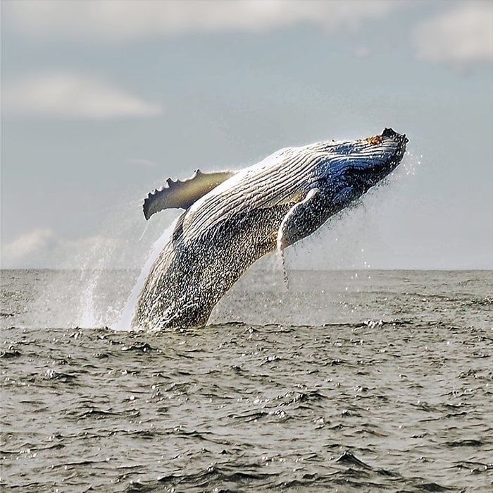 The 2017 Nature Conservancy photography award winners announced ...