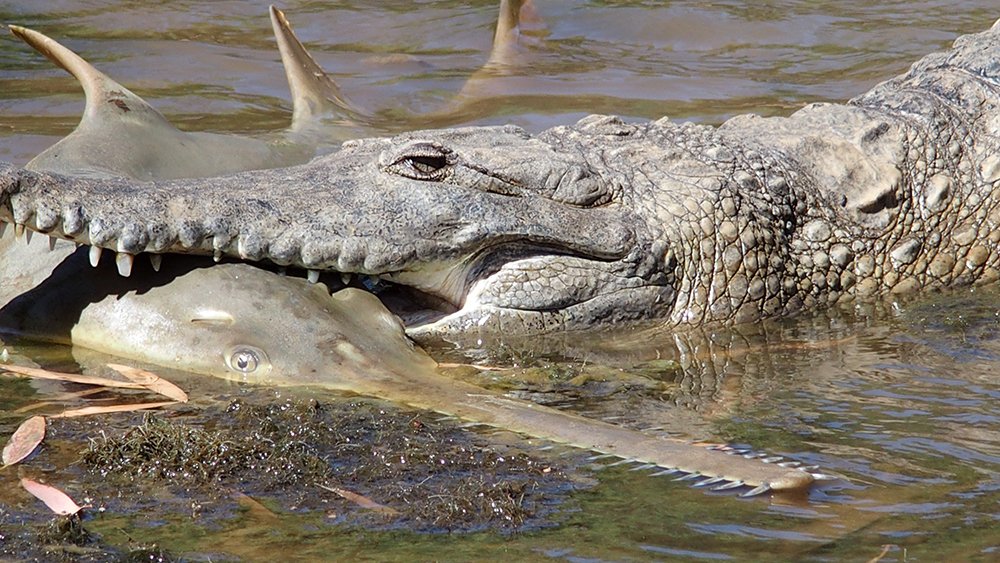 shark eating crocodile