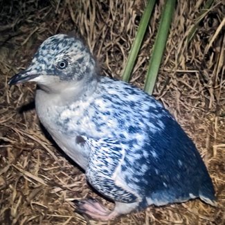 A baby blue jay venturing out into the world