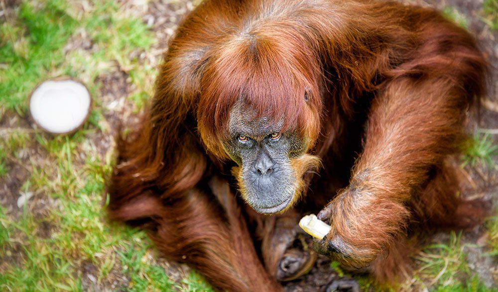 Perth Home To World S Oldest Sumatran Orangutan Australian