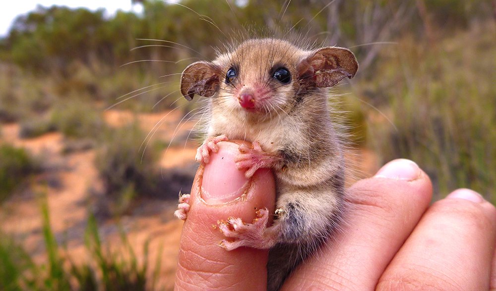 støbt Klappe innovation The western pygmy possum is the cutest Australian animal