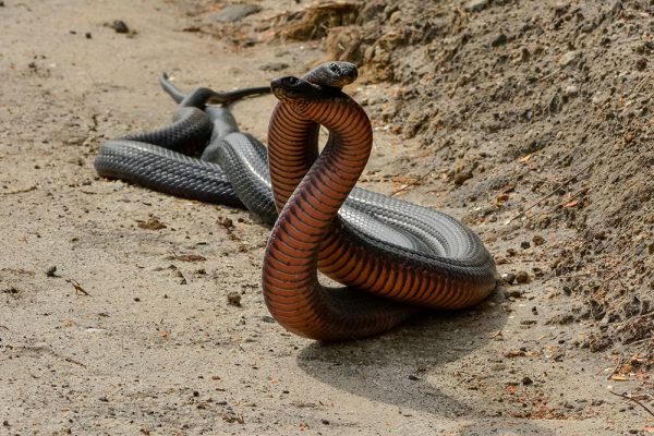 Battling Red Bellied Black Snakes Australian Geographic