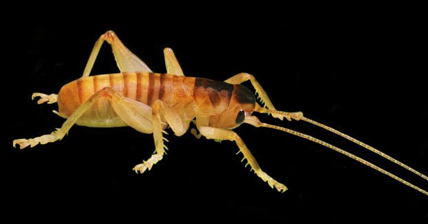 Crickets found to pollinate plants - Australian Geographic