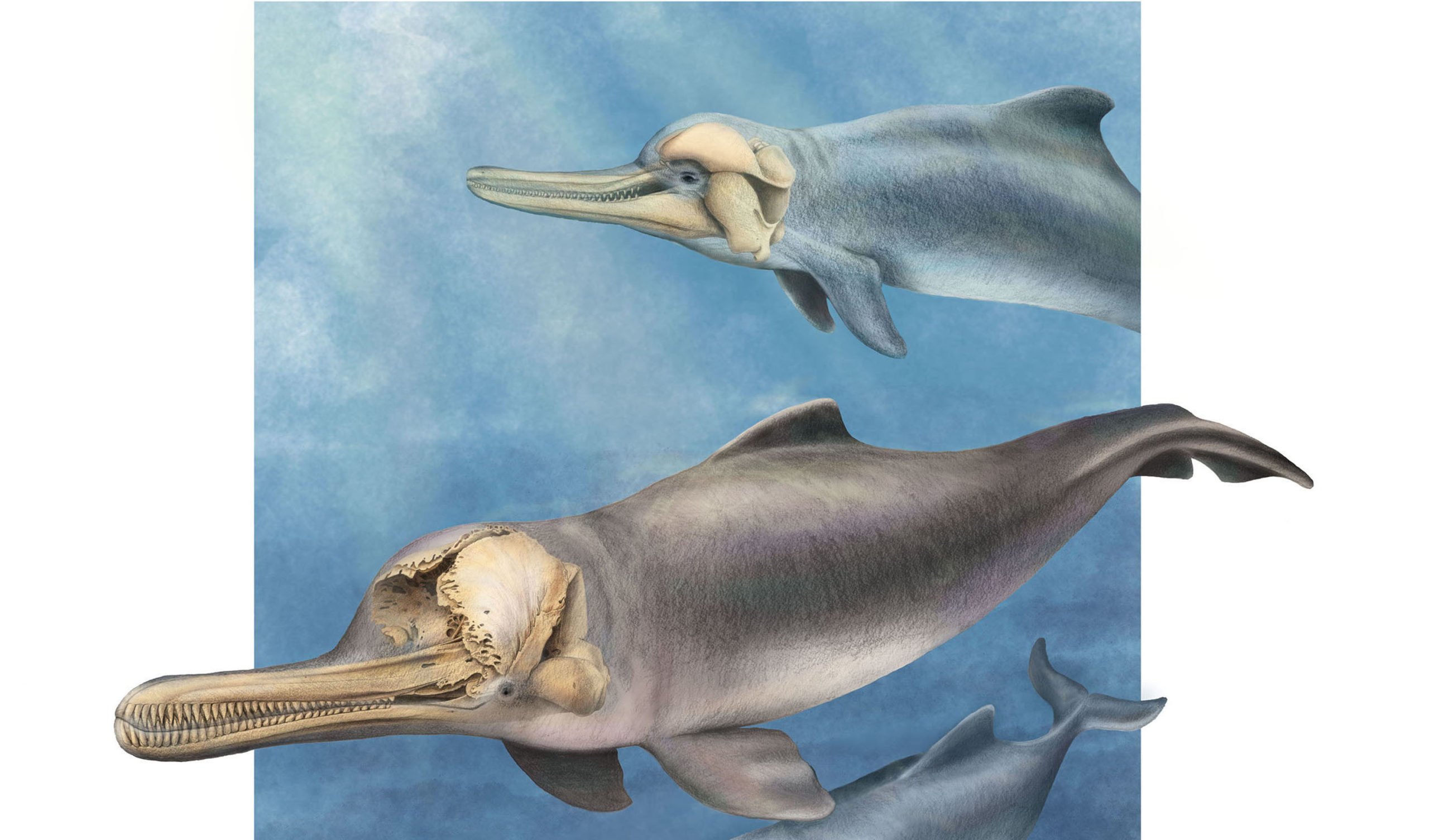 dolphin species list