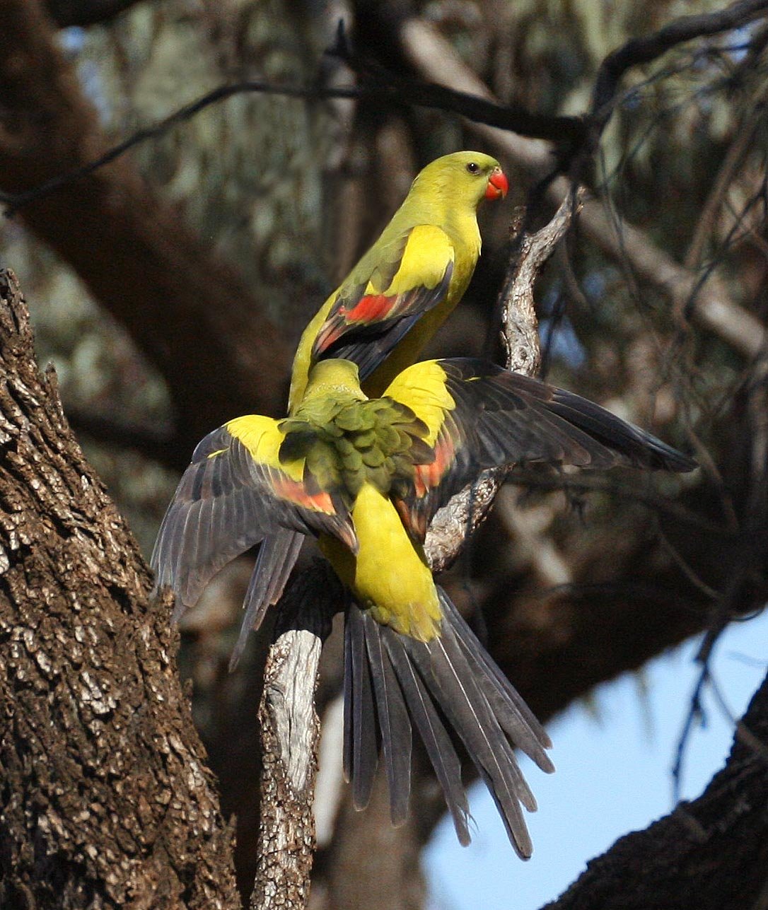 GALLERY: Threatened birds of the Mallee Region - Australian Geographic