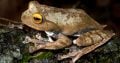 Vampire flying frog discovered - Australian Geographic