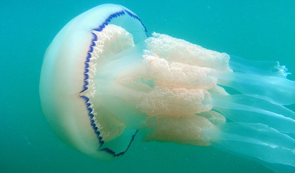 The Blue Button Jellyfish Washing Up on Our Beaches Aren't Jellyfish at All