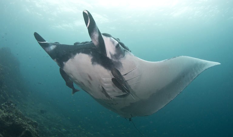 giant manta ray reproduction