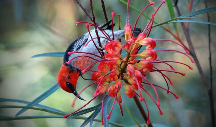 Gallery Bird Beauties Of Se Queensland Australian Geographic