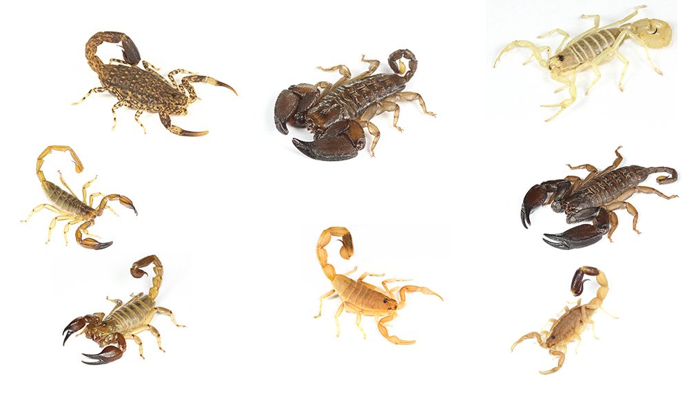 A detailed look into my hand-painted Alacranes (Scorpions) on The