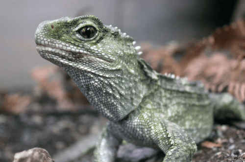 It’s Not A Lizard Or A Dinosaur - The Tuatara Is Something Else 