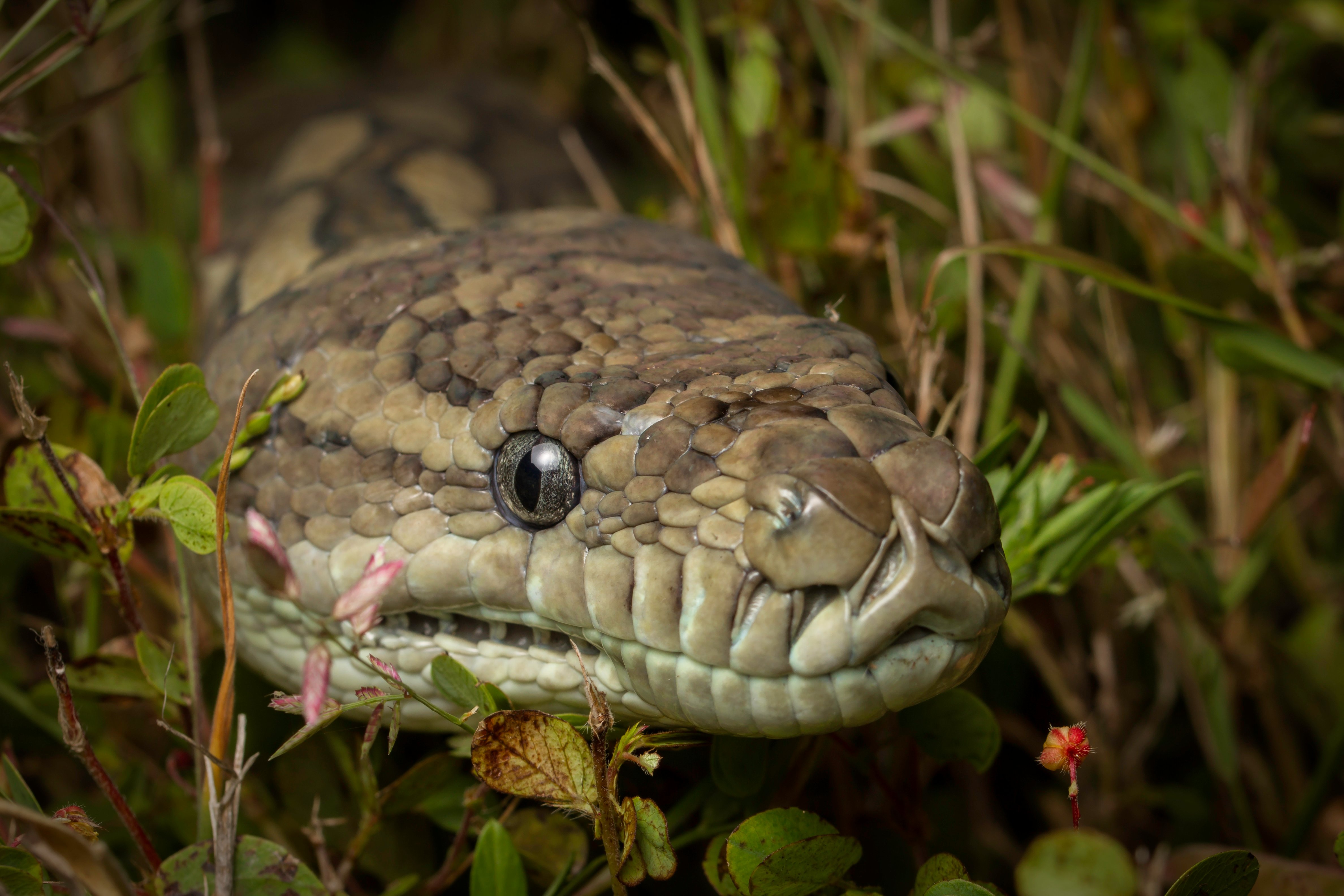 Snake in the Grass by Larry Pérez