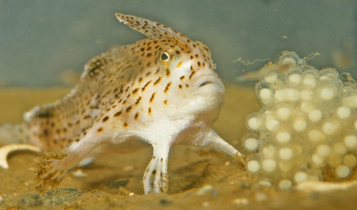 Meet the fish with hands - Australian Geographic