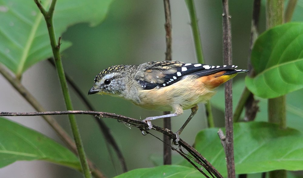 Gallery: Bird beauties of SE Queensland - Australian Geographic