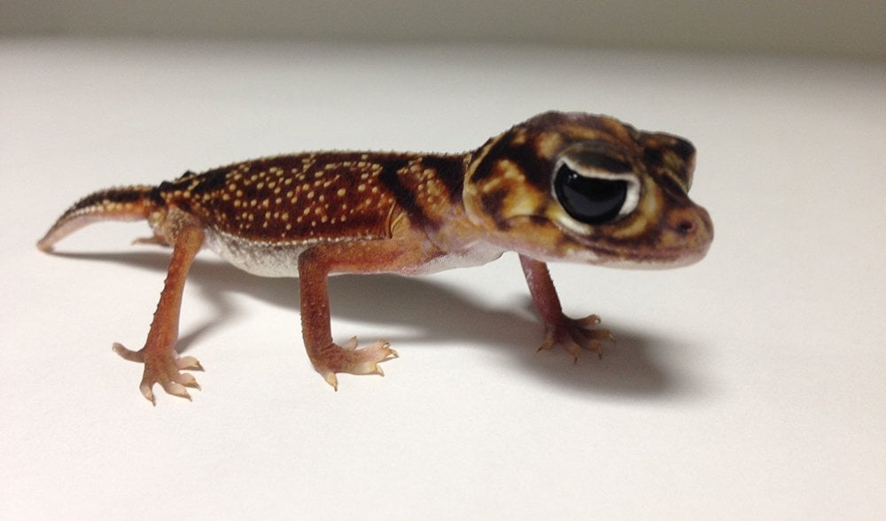 Reptiles poached from WA outback found in Victoria - Australian Geographic