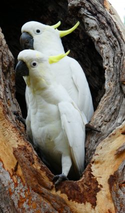 Fact File: Sulphur-crested cockatoo (Cacatua galerita) - Australian ...