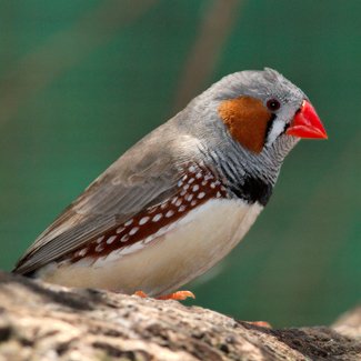 Camouflage feathers send sexy signals - Australian Geographic