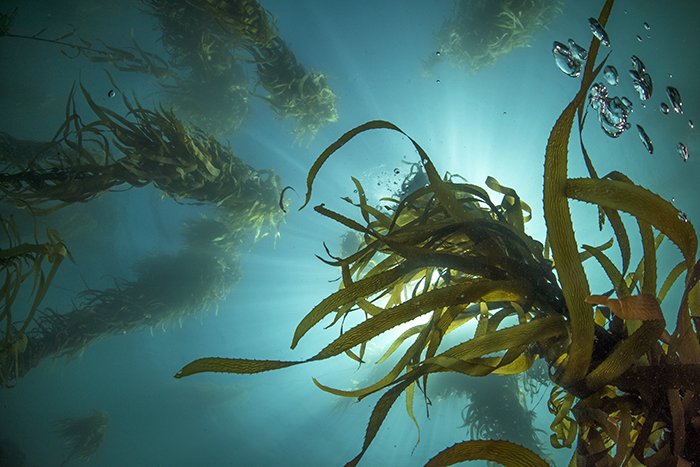 gallery-the-kelp-forests-of-the-great-southern-reef-australian