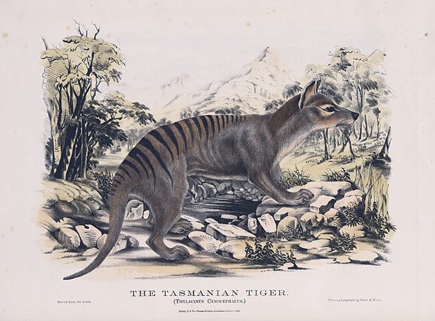 Gallery: Tasmanian tiger relics - Australian Geographic