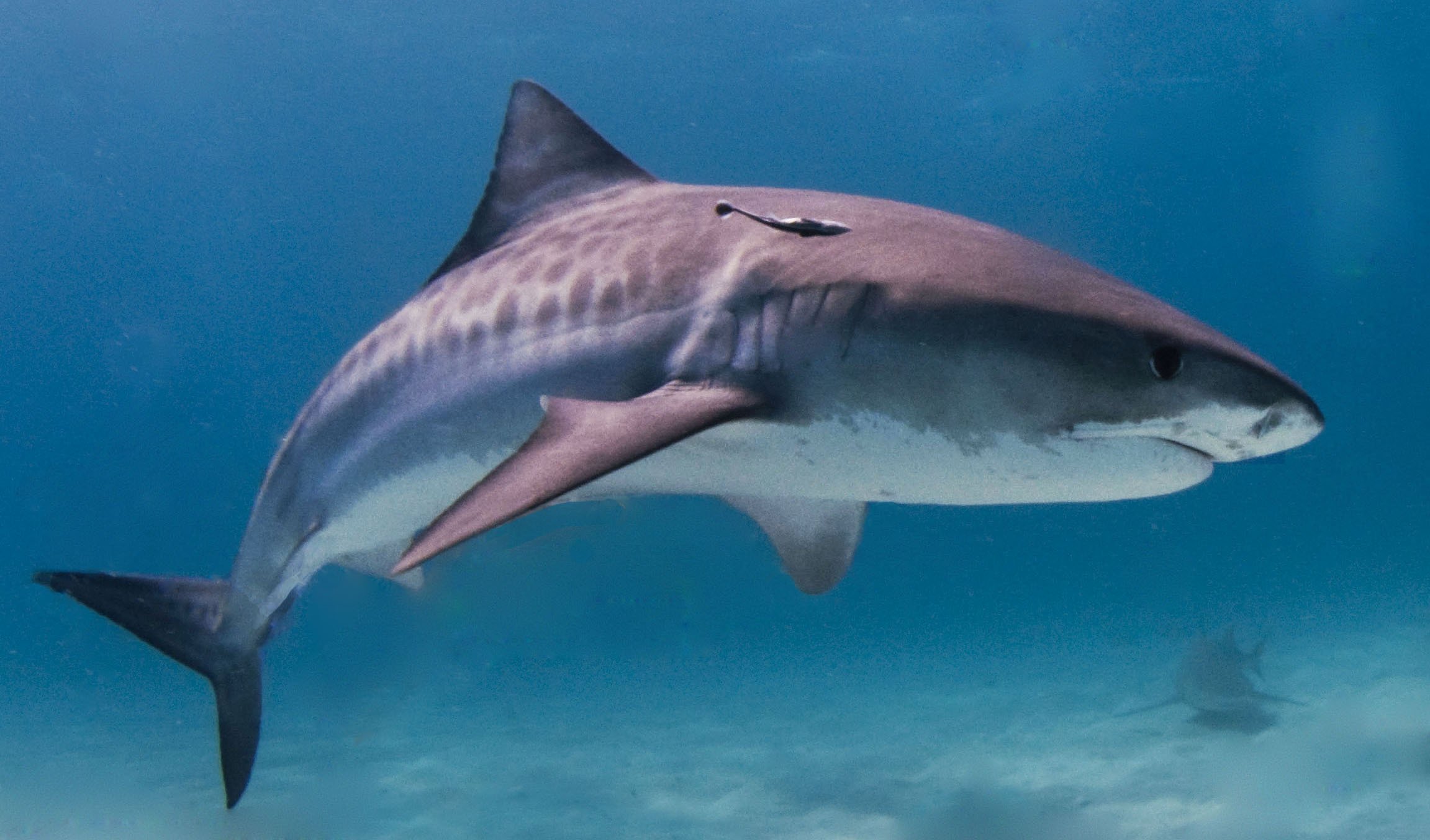 Tiger Sharks In Need Of Protection Australian Geographic