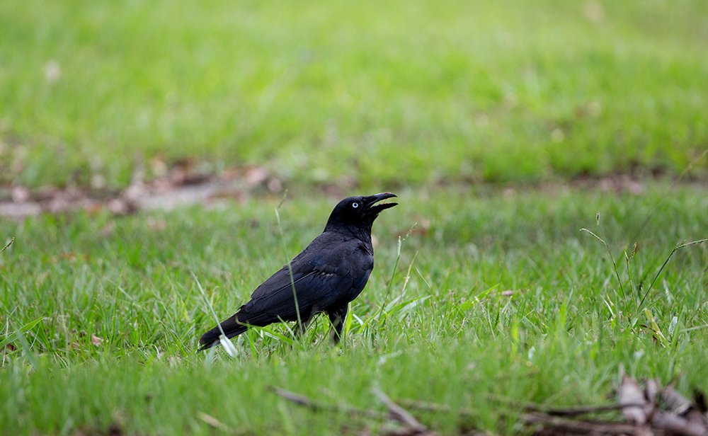 See the moment our clever crows make a meal of a cane toad - Australian ...