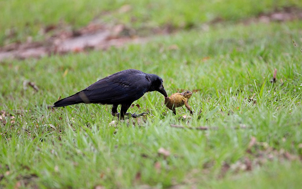 See the moment our clever crows make a meal of a cane toad - Australian ...