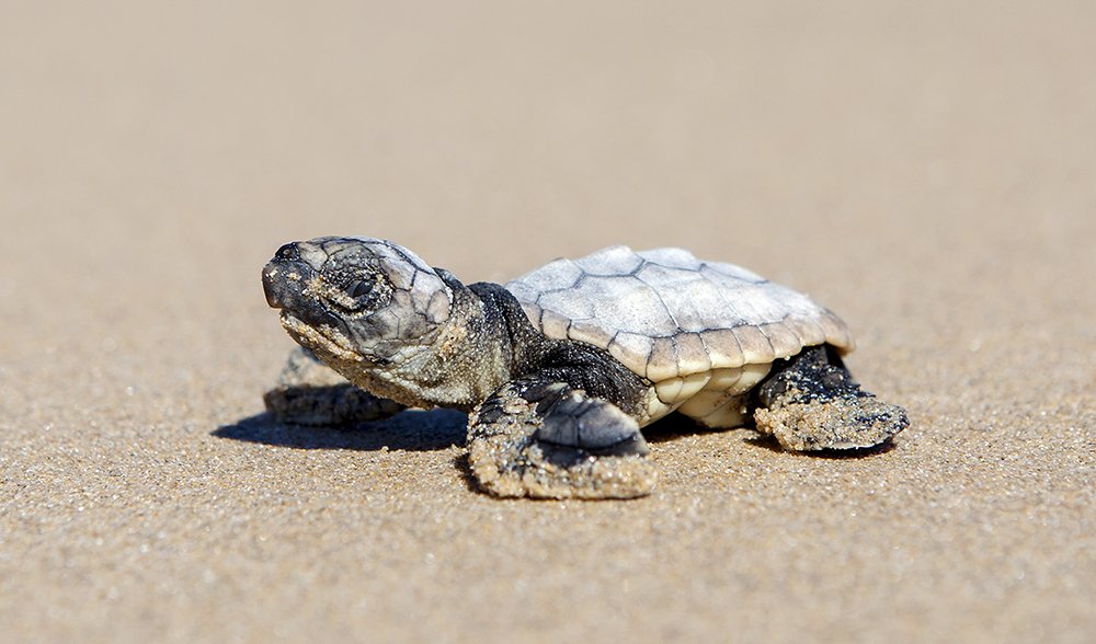 Loggerhead turtle nest found near Byron Bay - Australian Geographic