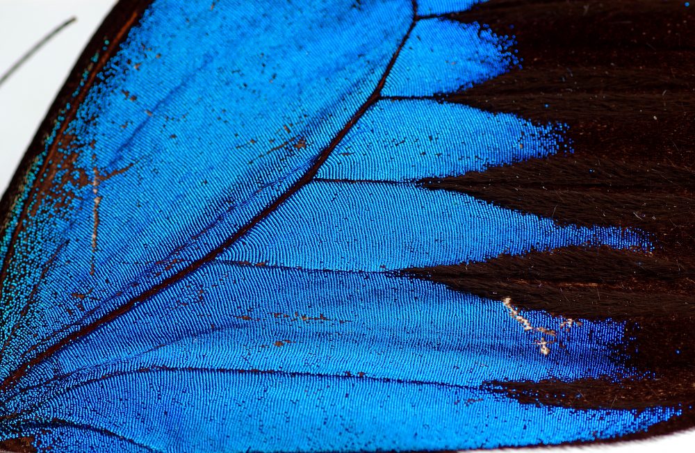 Up-close: butterfly wings - Australian Geographic