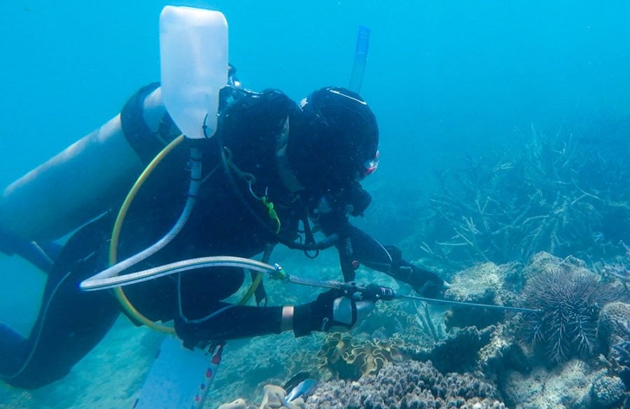 Death by vinegar: new weapon against coral-eating starfish - Australian ...