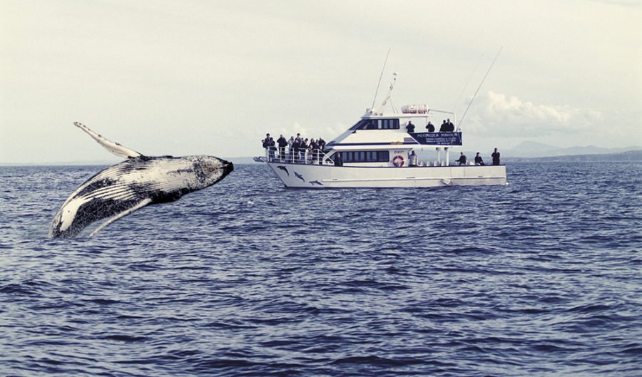 whale watching tours south coast nsw