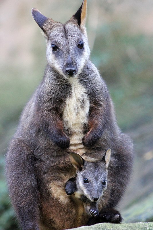 Surprise joey birth at Taronga Zoo - Australian Geographic