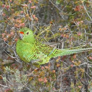 New Ground Parrot On The Edge Of Extinction - Australian Geographic