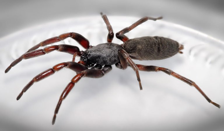 Top 10 Most Dangerous Australian Spiders - Australian Geographic