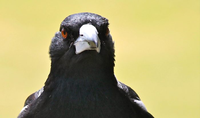 Magpie attack in Queensland leaves boy needing surgery - Australian ...