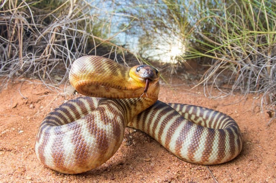 No, this snake isn't hugging a bread roll - Australian Geographic