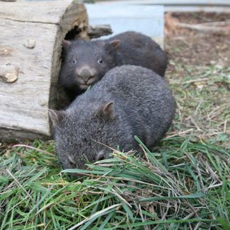 Wombat Watch: Week 4 - Australian Geographic