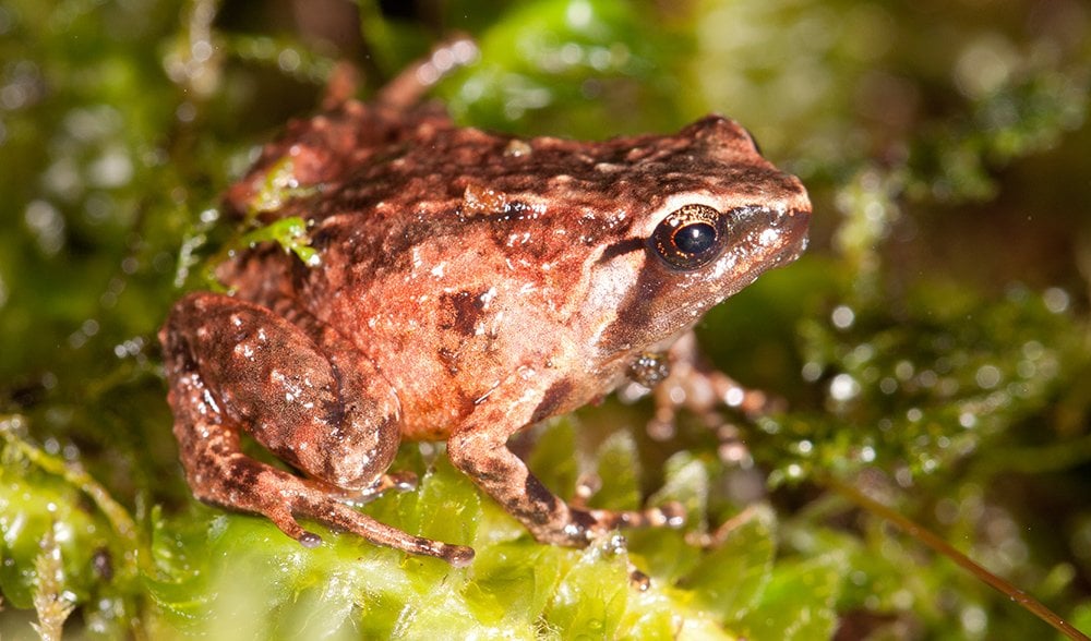 Gallery: Celebrating PNG's first conservation area - Australian Geographic