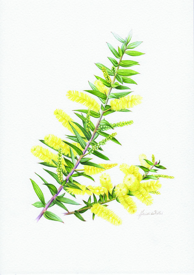 An Illustrated Guide To Australia S Marvellous Wattle
