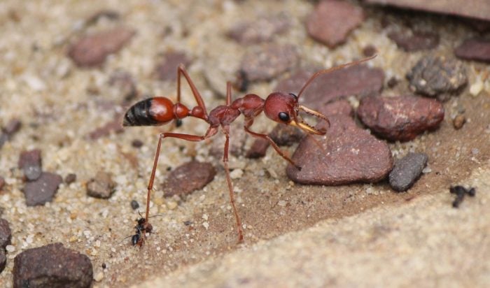 The Science Behind Ant Vision - Australian Geographic