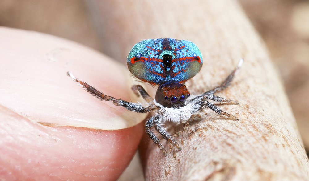 hele klaver Cornwall Dance of the tiny peacock spider - Australian Geographic